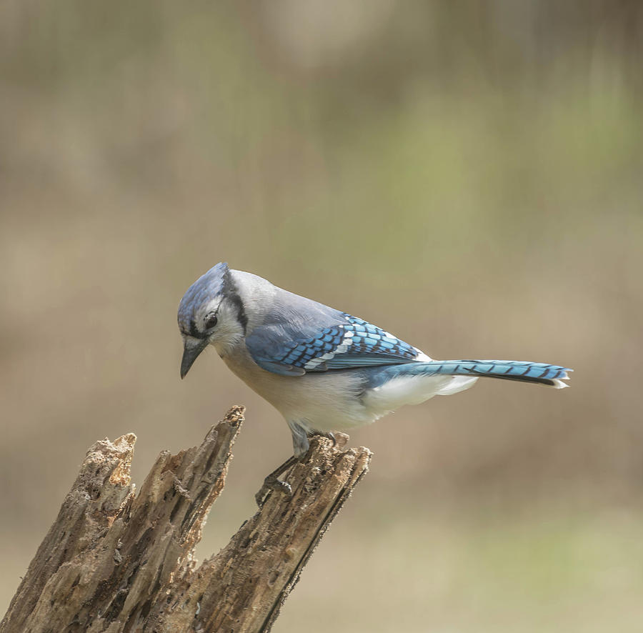 Garden Blue Jay Photograph by Bruce Pritchett