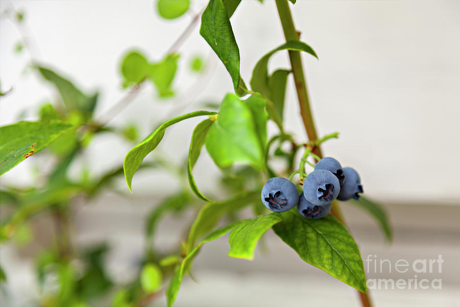 Garden blueberry bush Photograph by Sophie McAulay