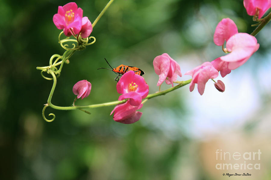 Flower Photograph - Garden Bug by Megan Dirsa-DuBois