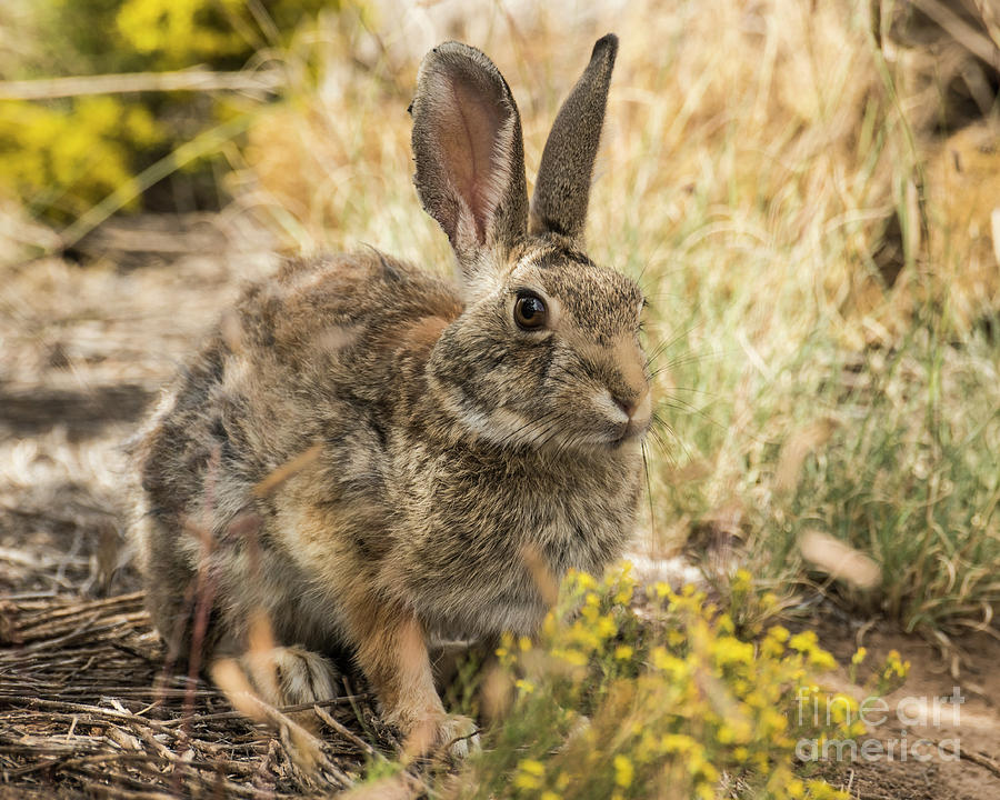 Garden Bunny Photograph by Steven Natanson