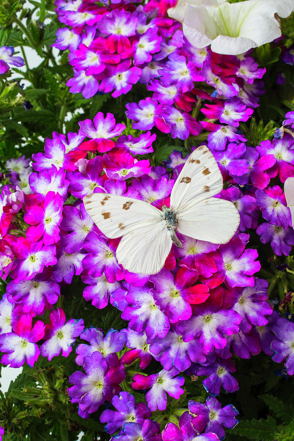 Garden Butterfly Photograph by Garry Gay
