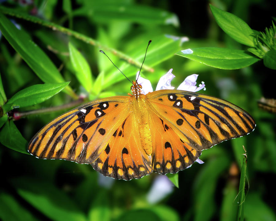 Garden Butterfly Photograph by Mark Andrew Thomas