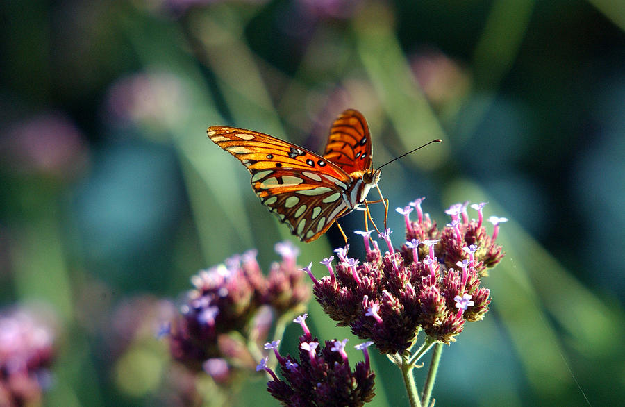 Garden Butterfly Photograph by Val Jolley