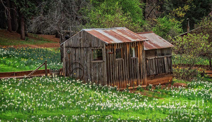 Garden Cabin Photograph by Dianne Phelps