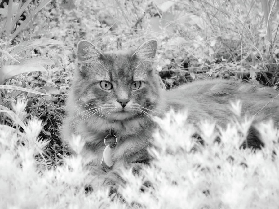 Garden Cat - Charlie - Black and White Photograph by MTBobbins Photography