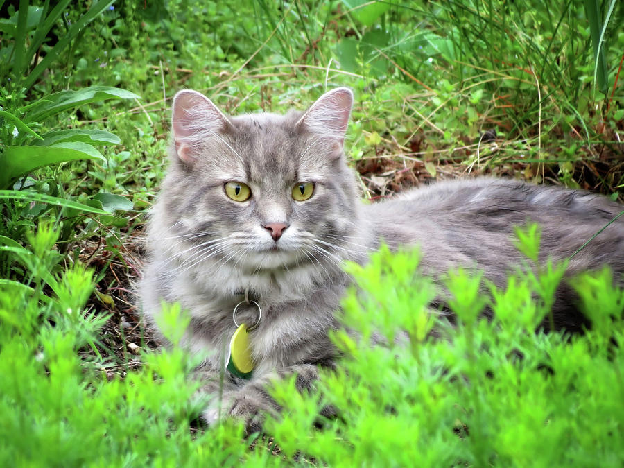 Garden Cat - Charlie Photograph by MTBobbins Photography
