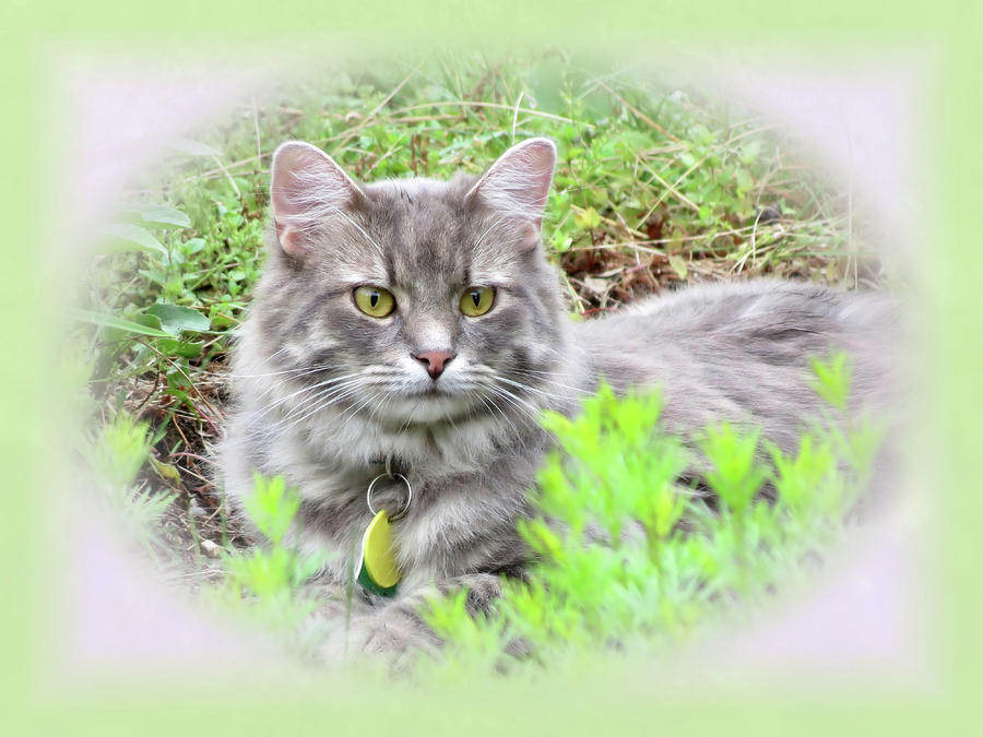 Garden Cat - Charlie - Vignette Photograph by MTBobbins Photography