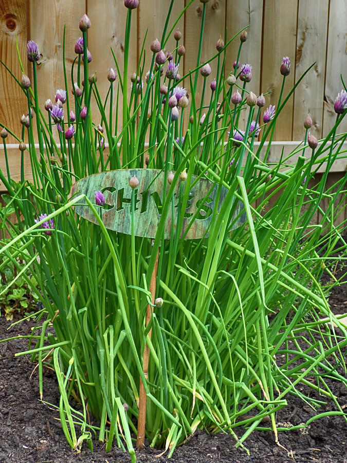 Garden Chives First Blooms Digital Art by Leslie Montgomery