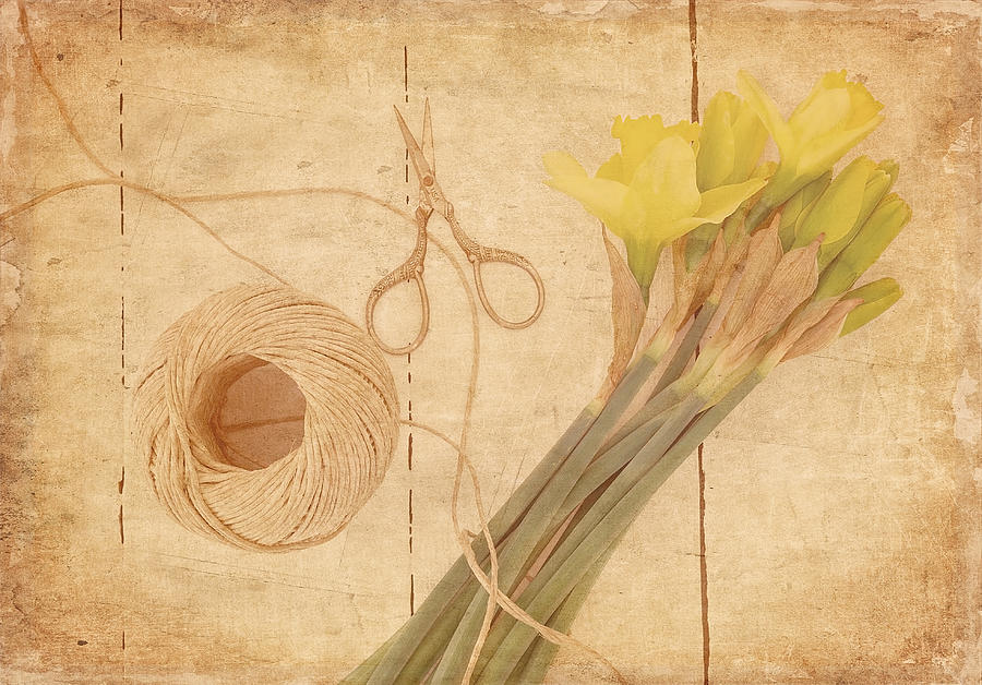 Garden Clippings - Daffodils Photograph by Kim Hojnacki