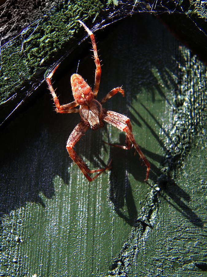 Garden Cross Spider Photograph by Chris Day