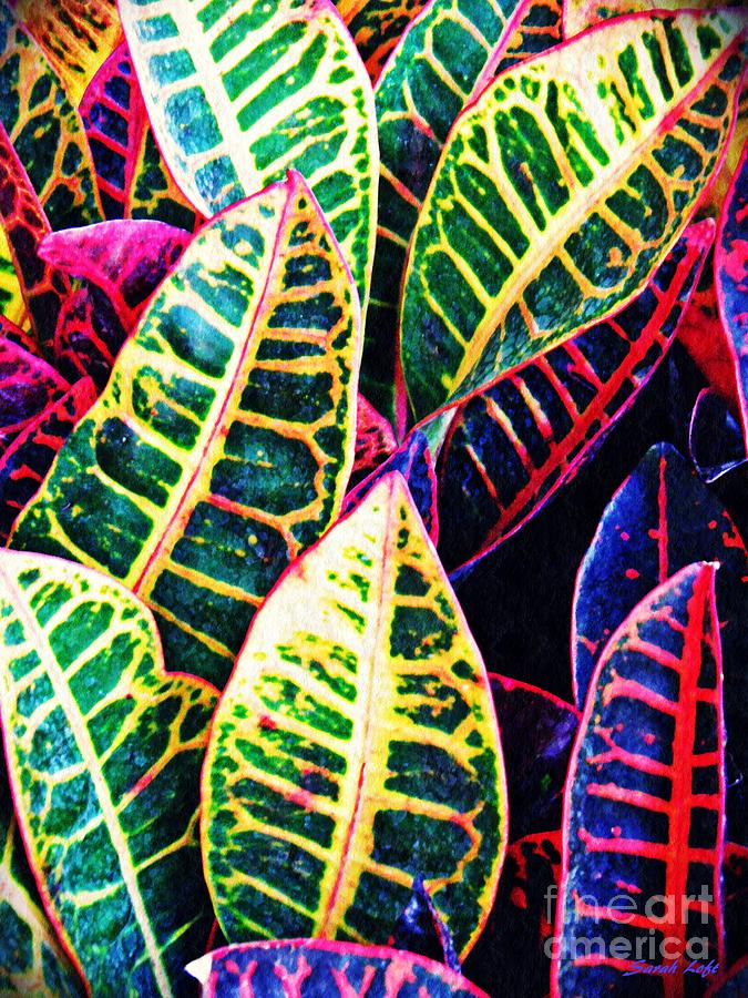 Nature Photograph - Garden Croton 2 by Sarah Loft