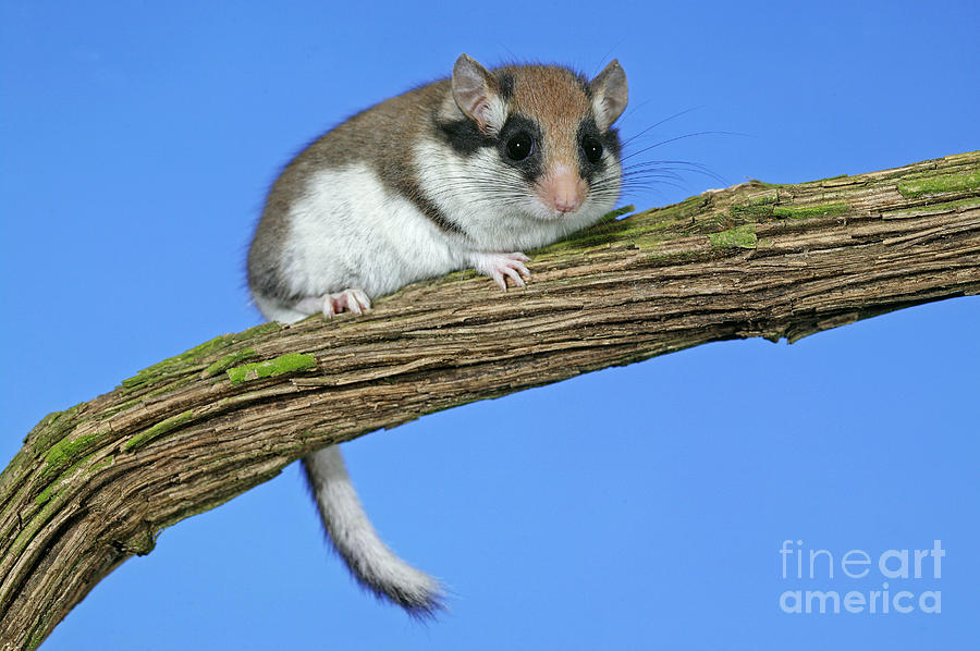 Garden Dormouse Eliomys Quercinus Photograph By Gerard Lacz Pixels