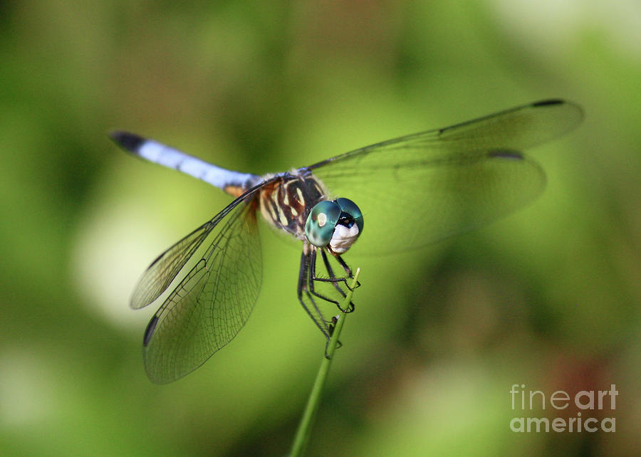 Garden Dragonfly Photograph by Carol Groenen