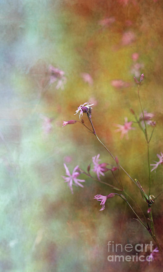 Scottish Flowers Digital Art - Garden Drift by Liz Alderdice