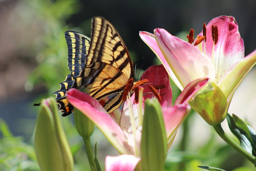 Garden Favorite Photograph by Jill Myers - Fine Art America