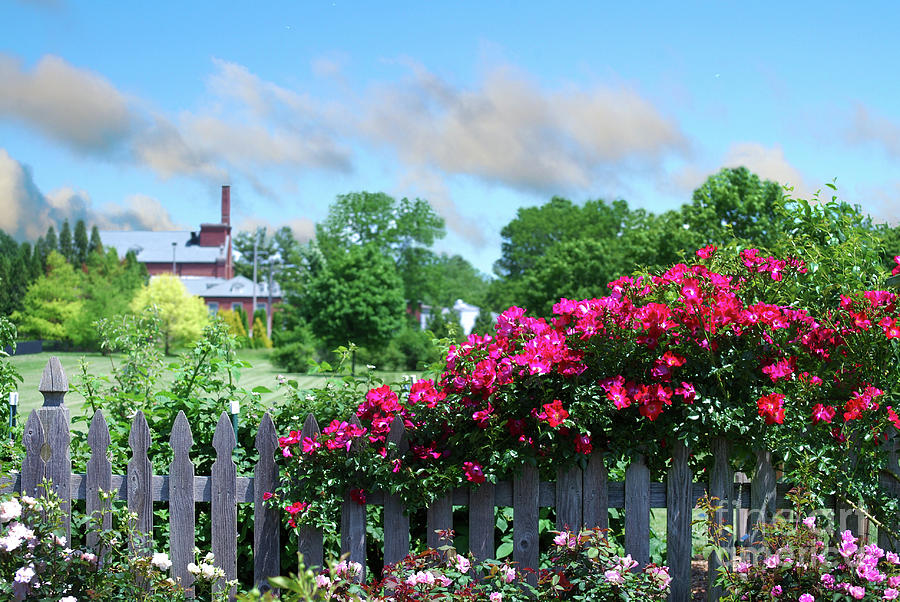 Rose Photograph - Garden Fence and Roses by Nancy Mueller