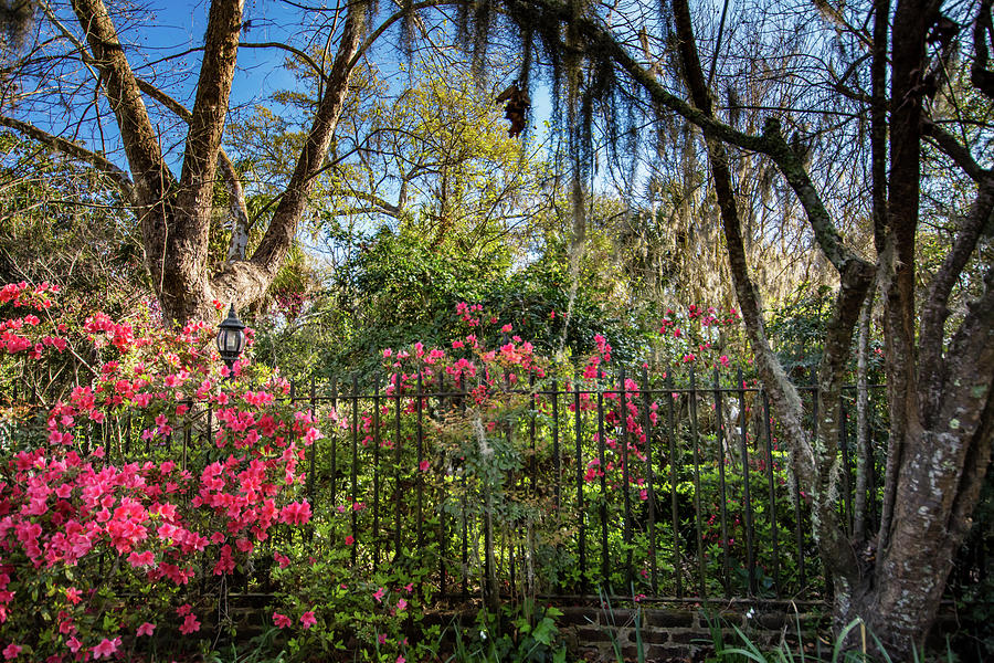 Flower Photograph - Garden Fence by Crystal Wightman