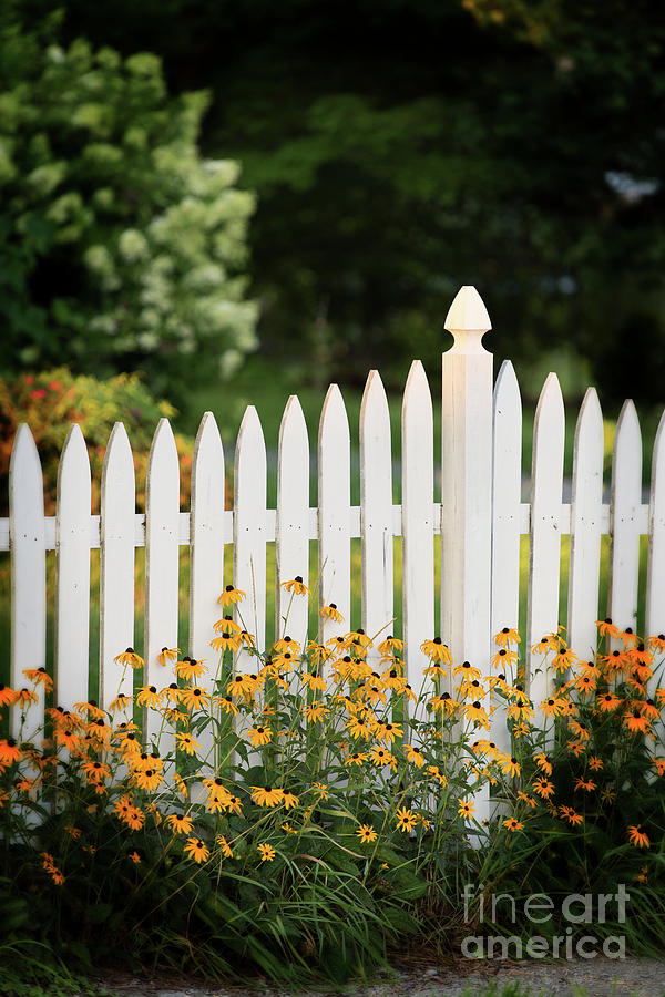 Garden Fence Photograph by Nicki McManus