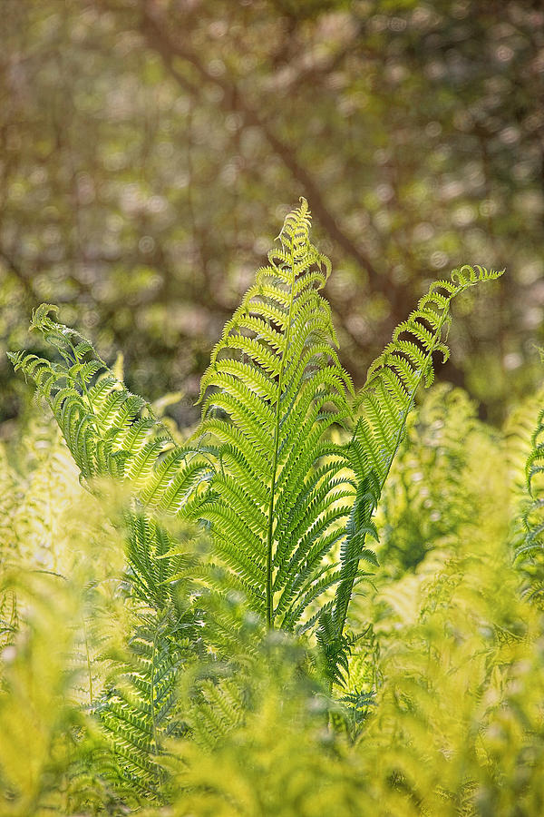 Garden Ferns  Photograph by Sharon McConnell