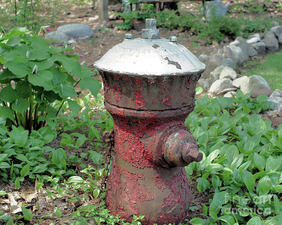 Nature Photograph - Garden Fire Hydrant by Smilin Eyes Treasures