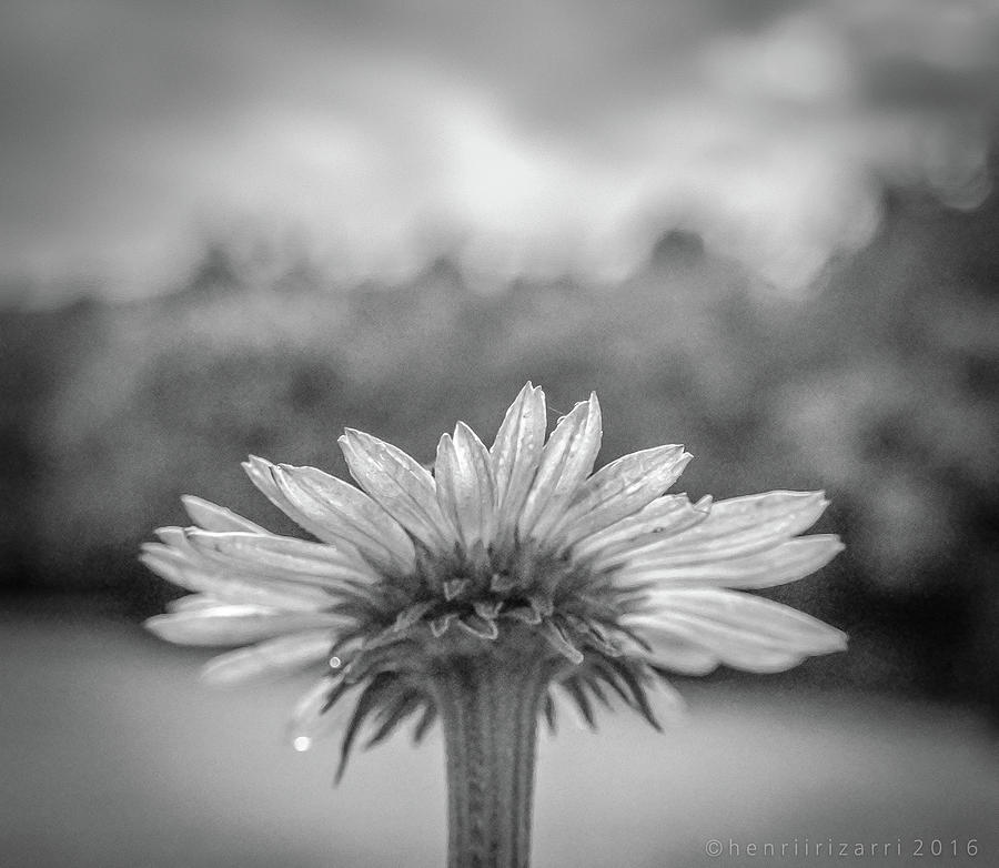 Garden Flower In Black And White Photograph by Henri Irizarri