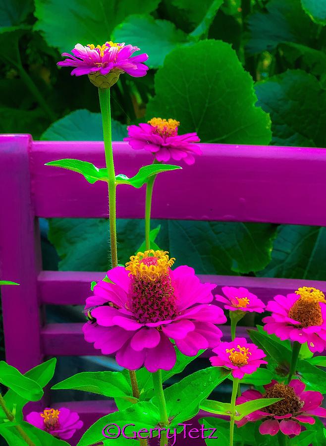 Garden Flowers Photograph
