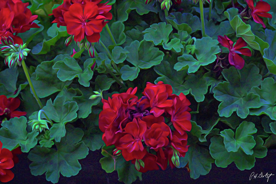 Flower Digital Art - Garden Flowers by Phill Doherty
