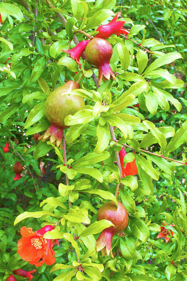 Garden Fresh Pomegranate Photograph