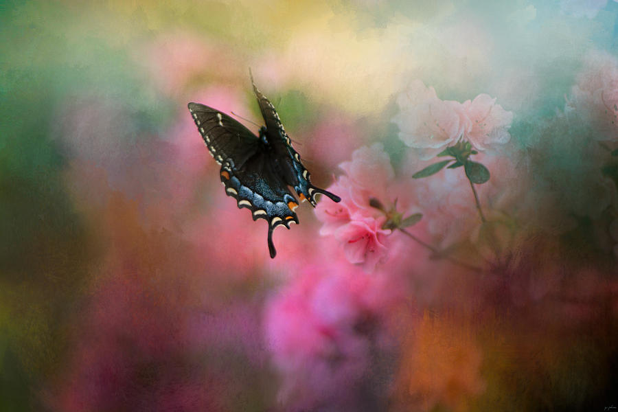 Butterfly Photograph - Garden Friend 1 by Jai Johnson