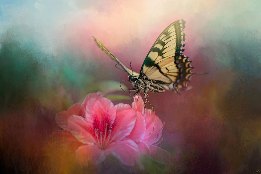 Butterfly Photograph - Garden Friend 2 by Jai Johnson