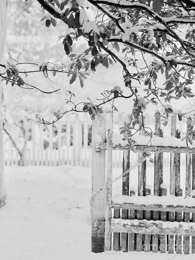 Garden Gate in the Snow Photograph by Rachel Morrison