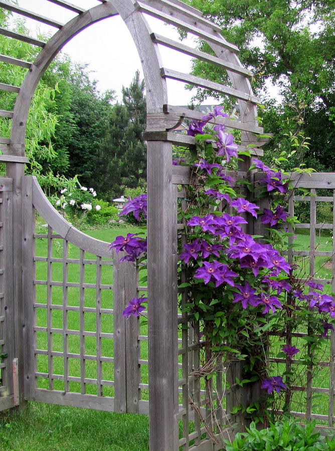 Garden gate with Clematis Photograph by Douglas Pike