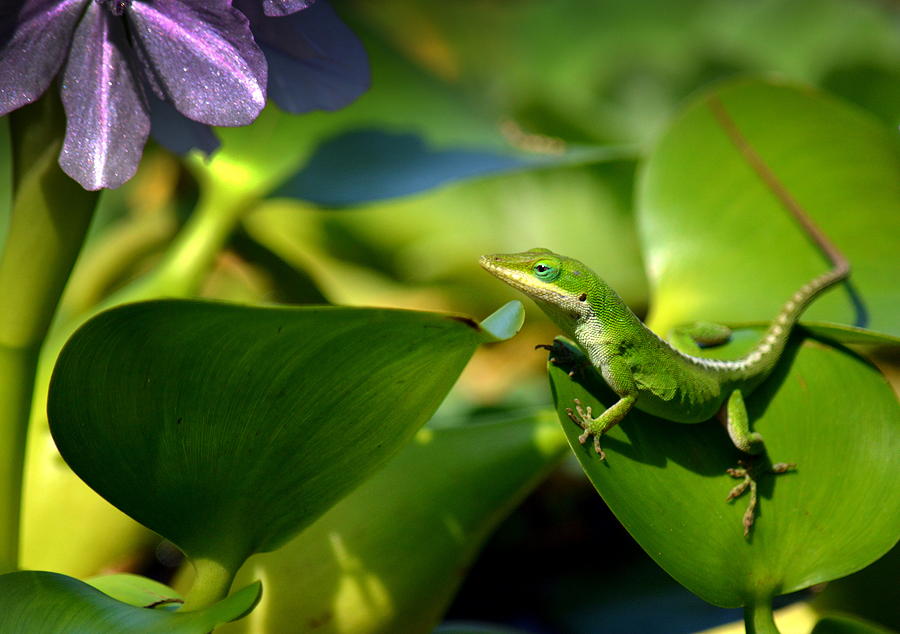 Garden Gecko Photograph by Lori Seaman
