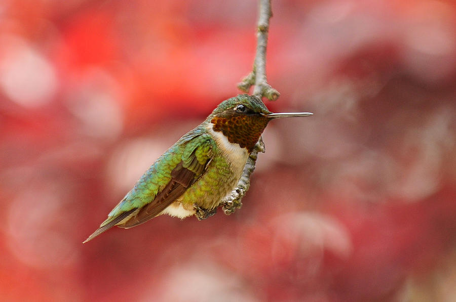 Hummingbird Photograph - Garden Gem by Lara Ellis