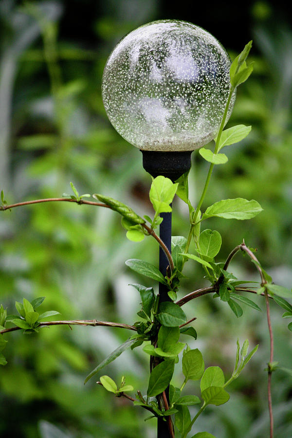 Garden Globe Photograph by Teresa Mucha