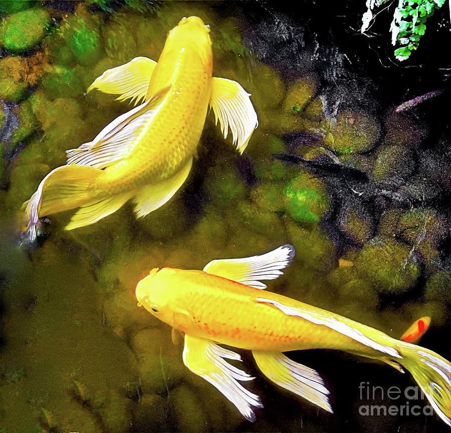 Garden Goldenfish Photograph By James Fannin