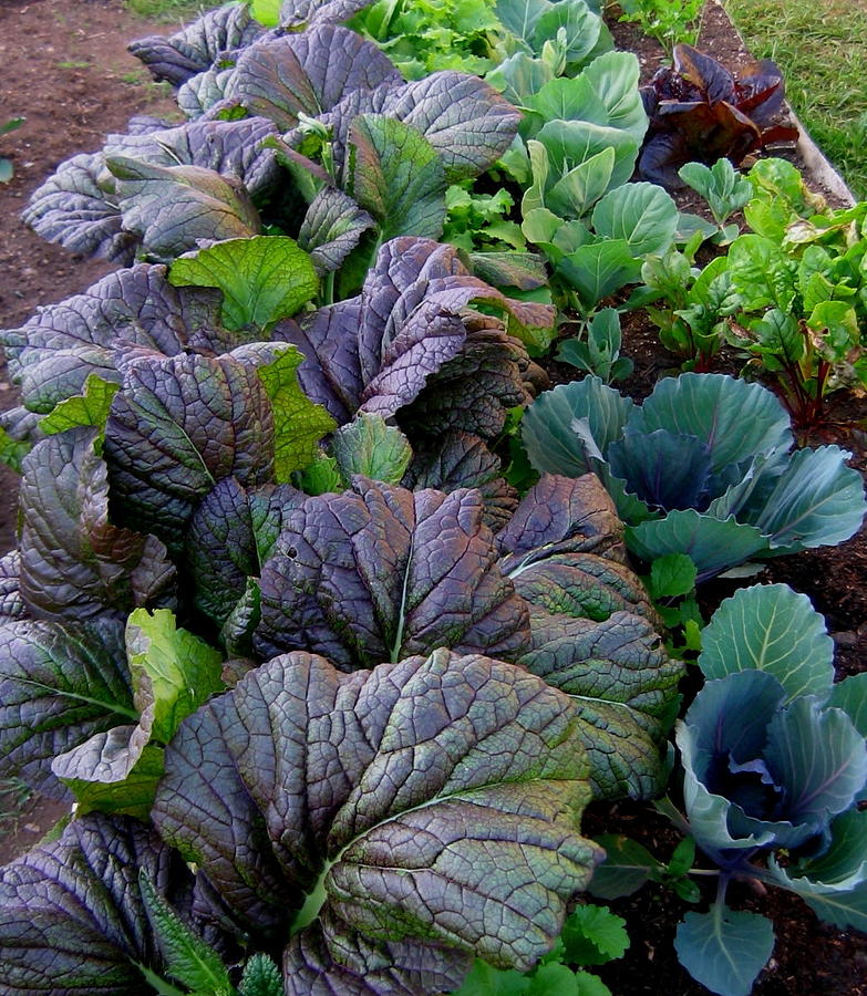 Garden Greens Photograph by Larry Bacon