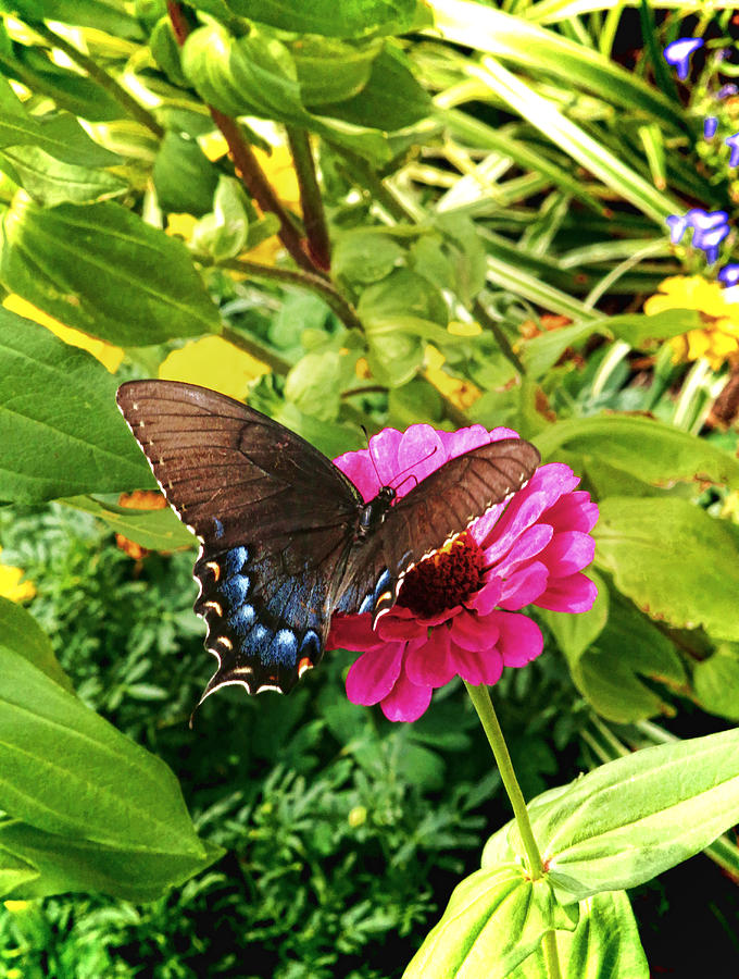 Butterfly Photograph - Garden Greetings by Ola Allen