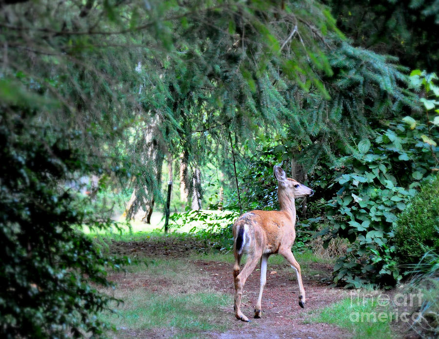 Garden Guest Photograph by Tatyana Searcy