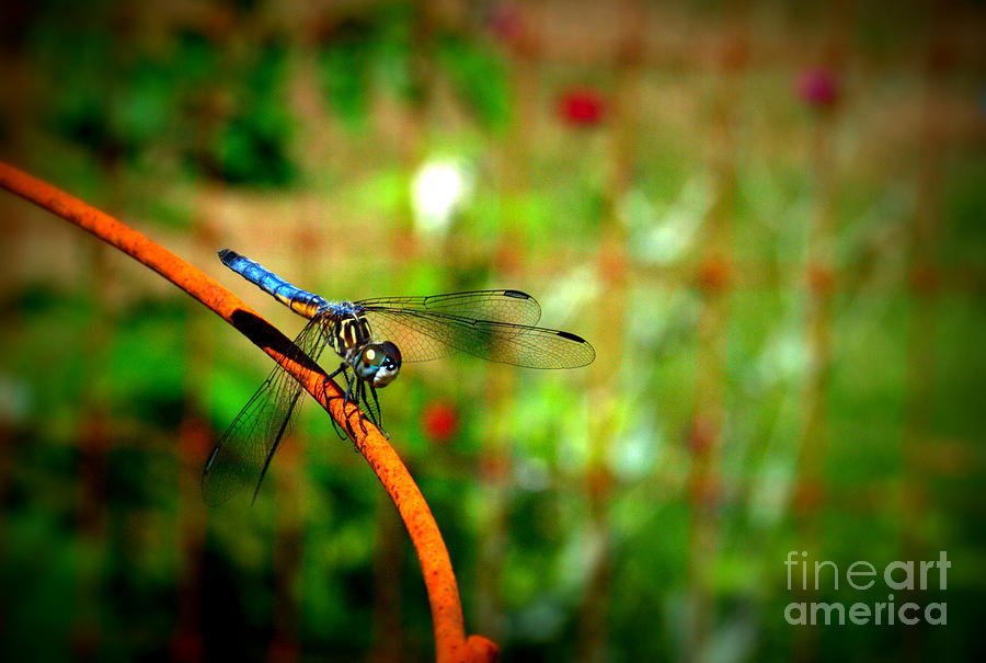 Blue Dragonfly Photograph by Eunice Miller