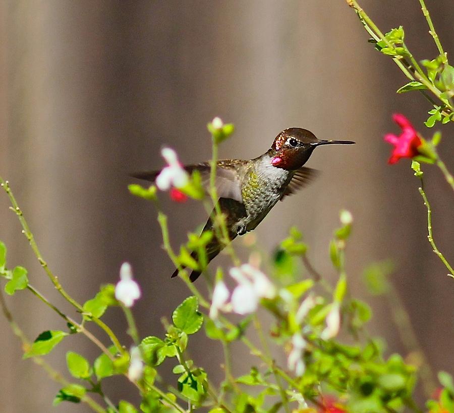 Hummingbird Photograph - Garden Hummingbird by Liz Vernand