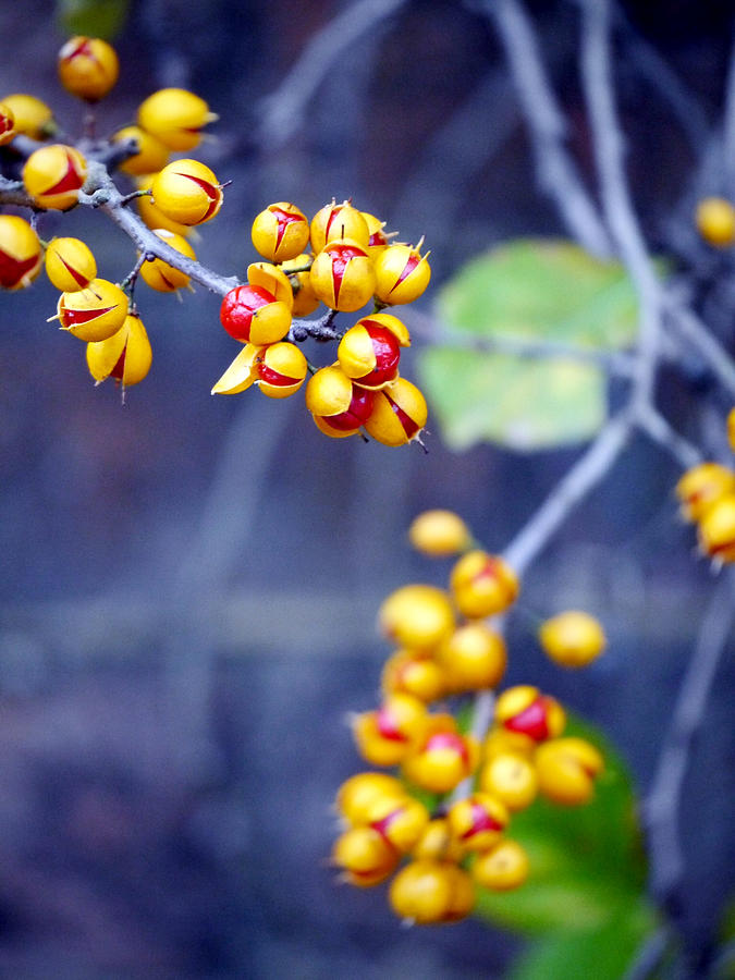 Oriental Bittersweet Berries in November Photograph by Rachel Morrison