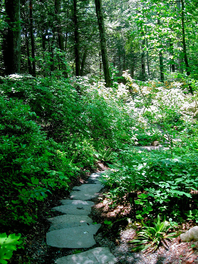 Garden In The Woods Photograph By Deborah Dendler