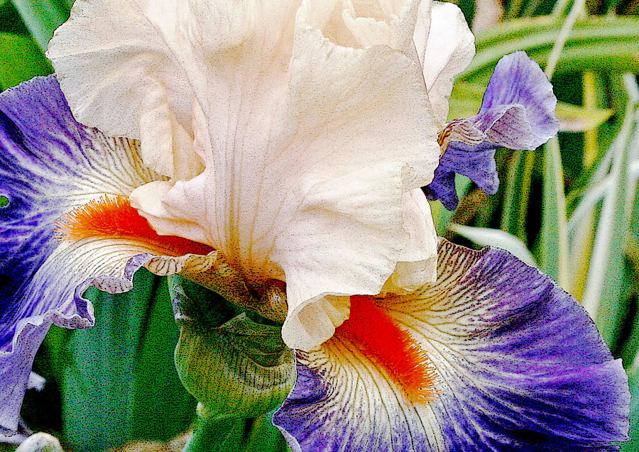 Garden Iris Photograph by Margaret Hood