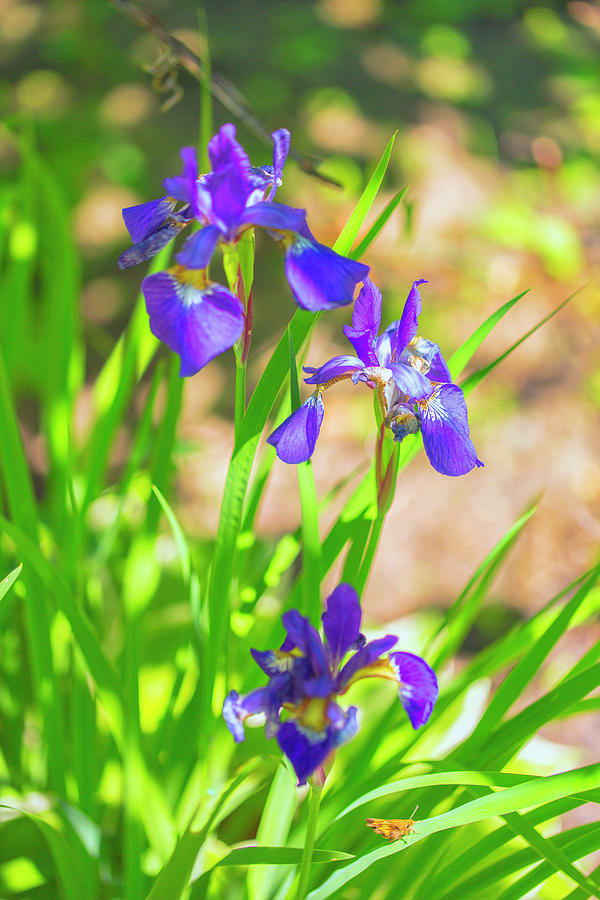 Garden Iris Photograph by Nancy Dunivin