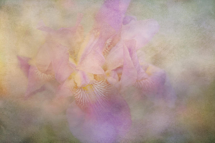 Garden Iris of Mystery Photograph by Toni Hopper
