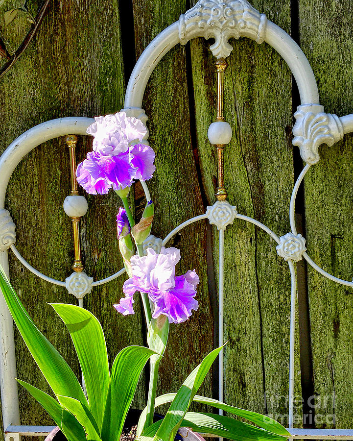 Garden Irises by Sue M Marshall Garden Irises by Sue M Marshall