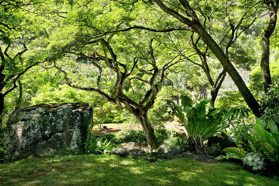 Garden Island Photograph By Candace Freeland - Fine Art America