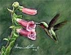 Miniature Painting - Garden Jewel - Ruby Throated Hummingbird by Bonnie Latham Miniature Painting - Garden Jewel - Ruby Throated Hummingbird by Bonnie Latham