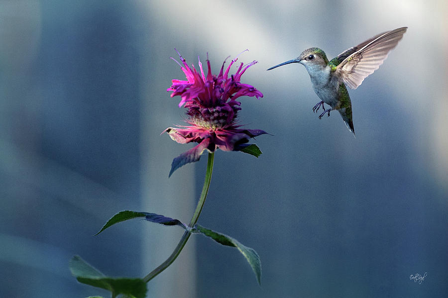 Hummingbird Photograph - Garden Jewelry by Everet Regal